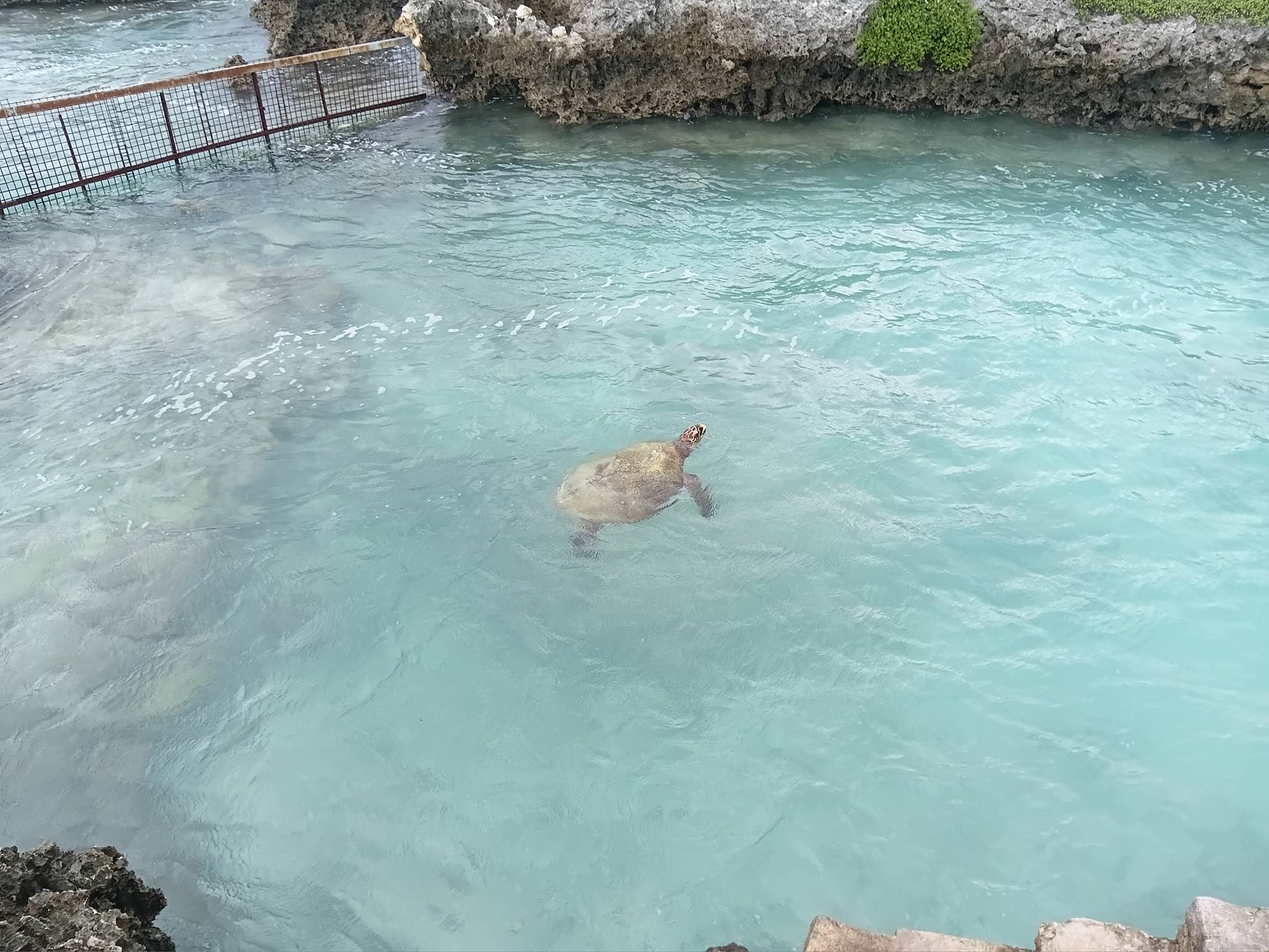 Turtle Sanctuary & Snorkel Tour